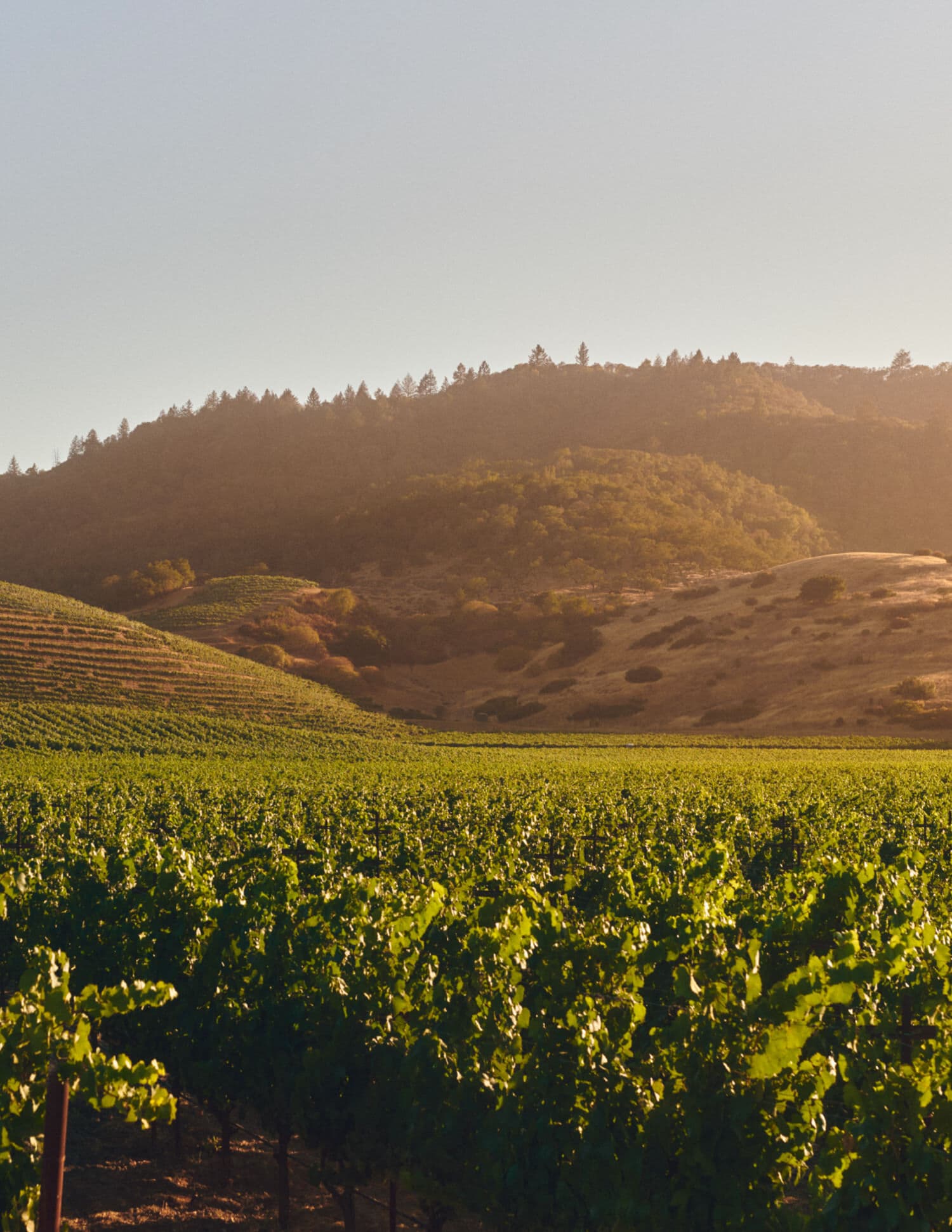 Our Wine Terroirs Where the Sun Never Sets | CHANDON California