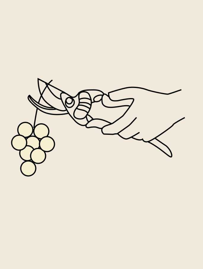 Ilustración de un racimo de uvas blancas junto a un tanque de fermentación con mosto en proceso, etapa de primera fermentación del espumoso CHANDON Argentina.