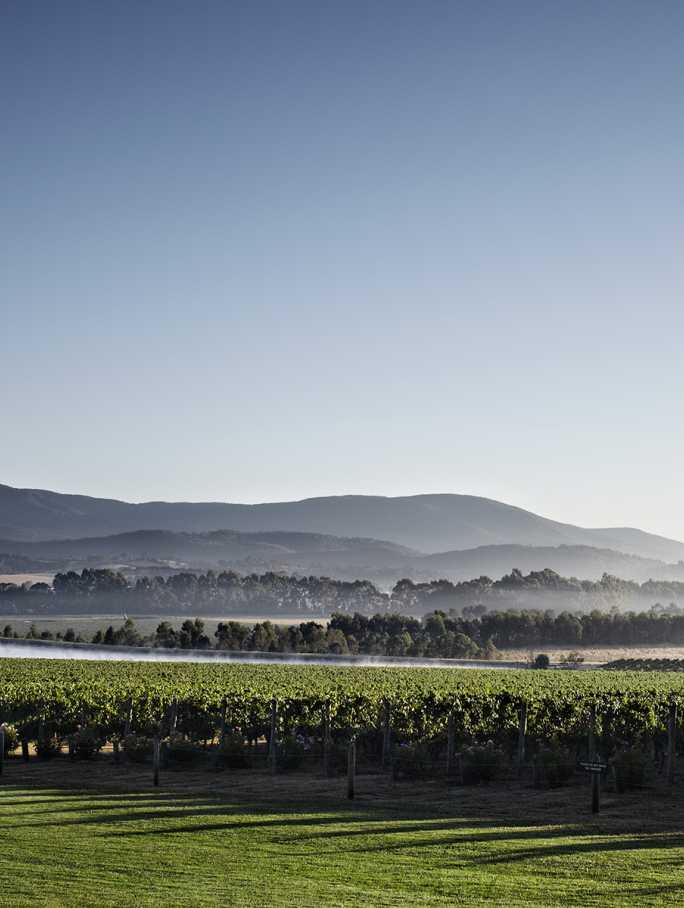 vineyard