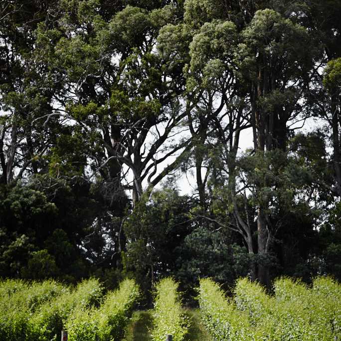 What Is Terroir