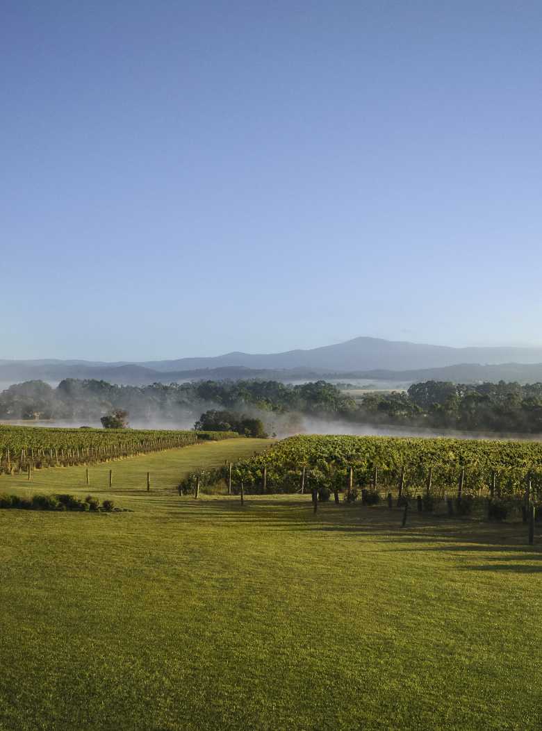Chandon Australia Winery View