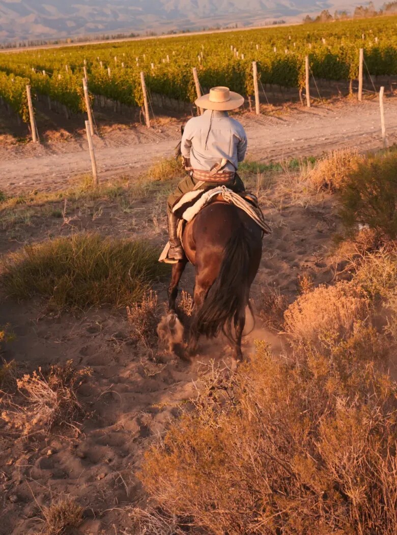 Dos gauchos a caballo en viñedos de CHANDON Argentina al atardecer en Mendoza.