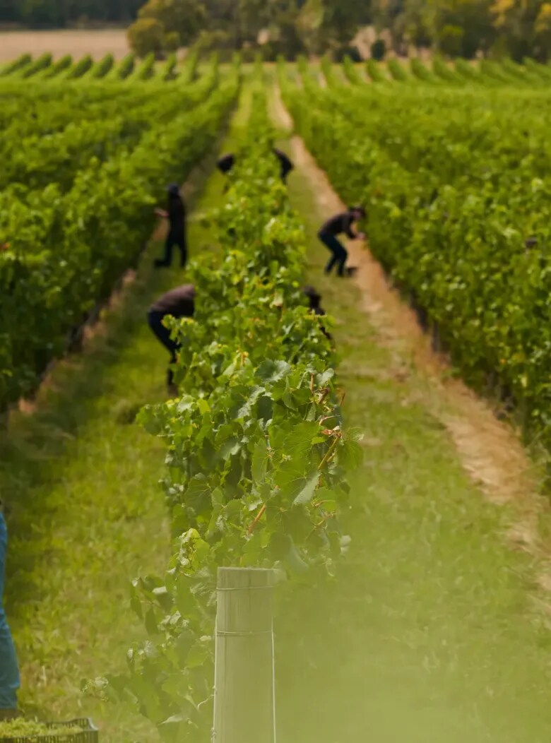 Yarra Valley Wineyard, for CHANDON Australia