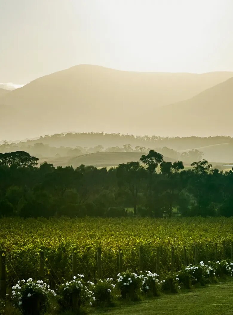 CHANDON AUSTRALIA WINNERY