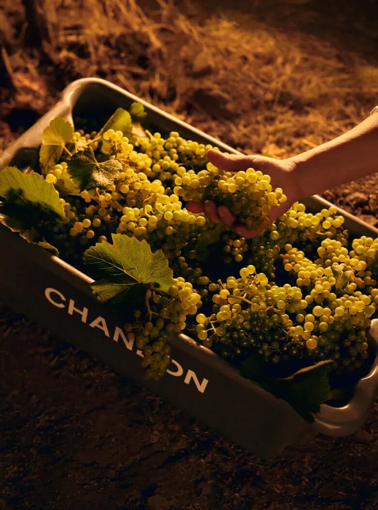 Uvas colhidas em caixa