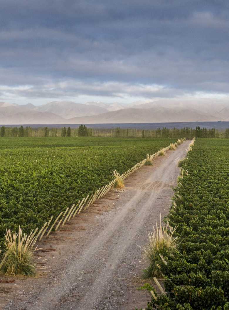 Viñedos de Chandon en Mendoza con hileras de vides, camino de tierra y la cordillera de los Andes al fondo.