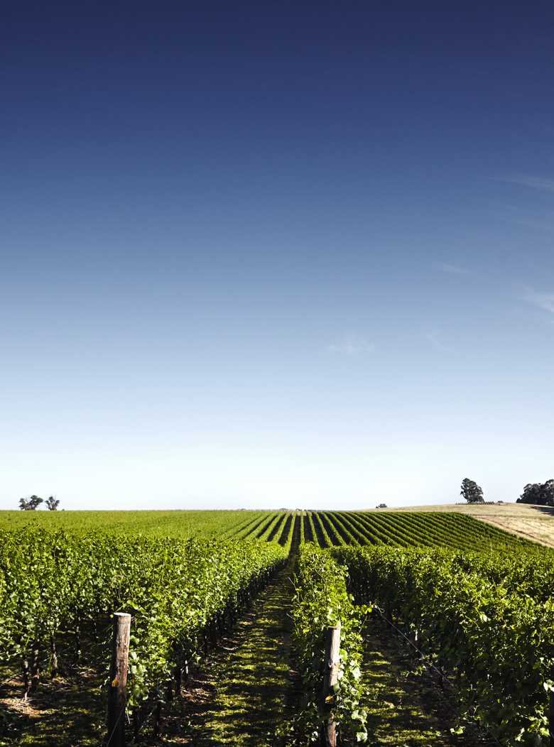 vineyard chandon australia whitlands