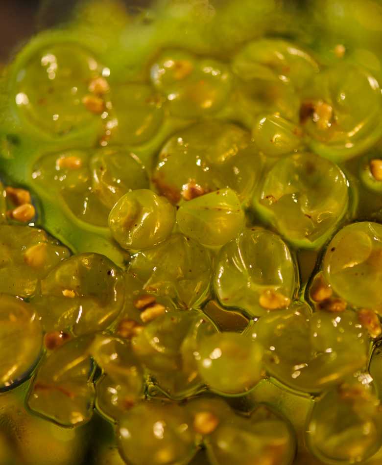 A Grape from Yarra Valley CHANDON Australia wineyard.