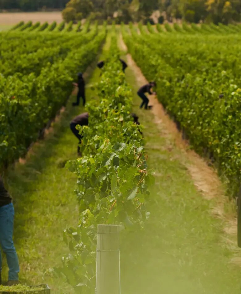 Yarra Valley Wineyard, for CHANDON Australia