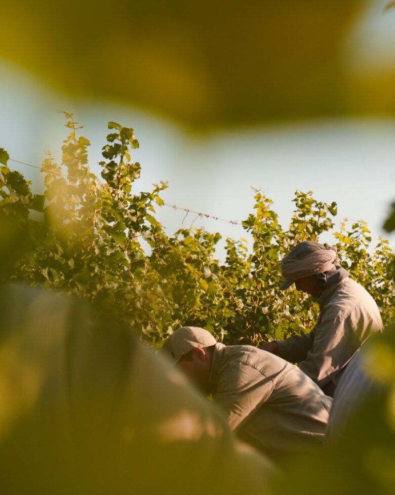 Trabajadores cosechando uvas en viñedos de CHANDON Argentina al atardecer, Mendoza.