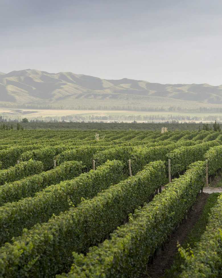 Viñedos de CHANDON Argentina en Mendoza con montañas de fondo.