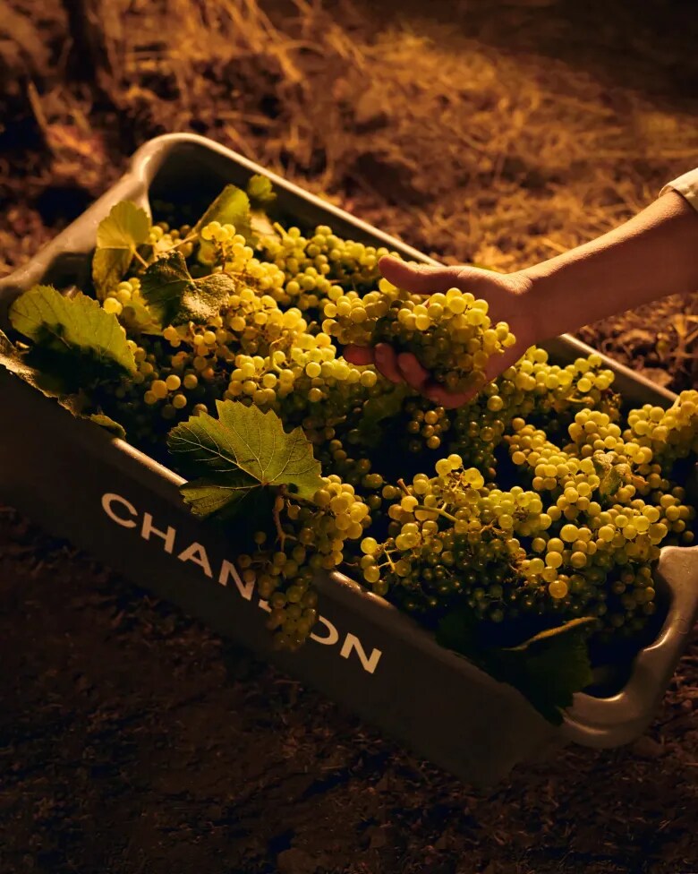 Uvas colhidas em caixa