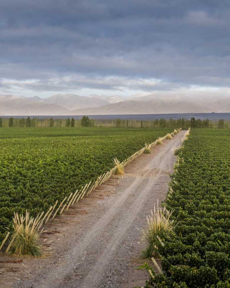 Viñedos de CHANDON Argentina con camino de tierra y montañas, Mendoza.