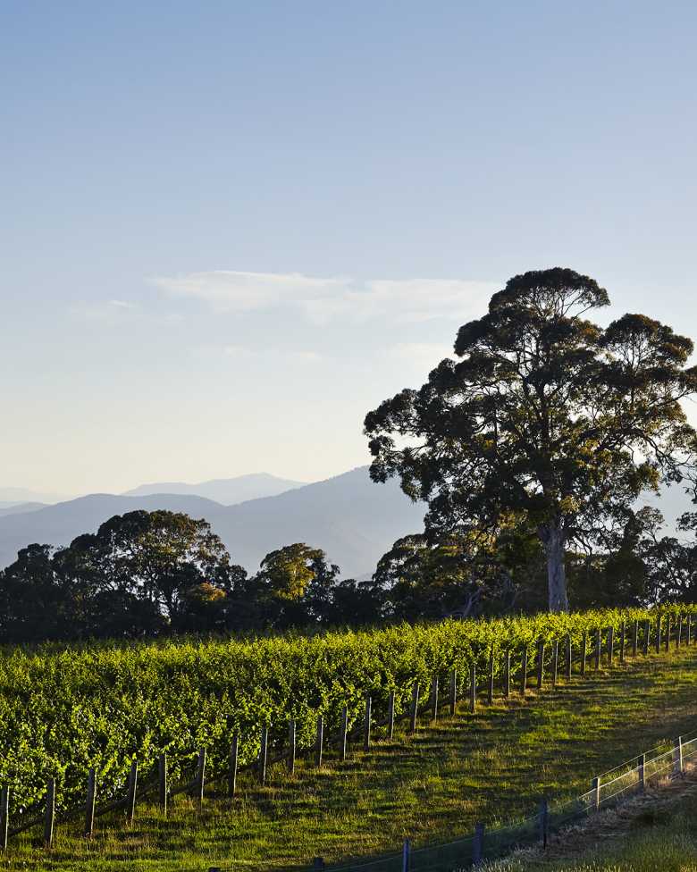 Chandon Whitlands Plateau Vineyard