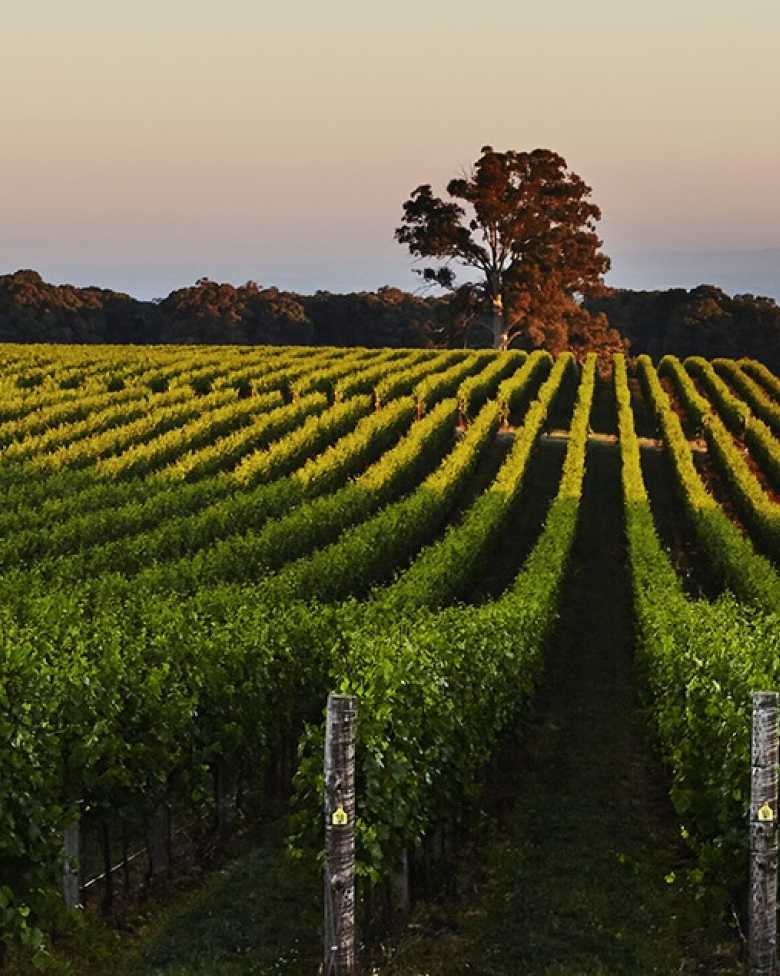 Chandon Whitlands Plateau Vineyard