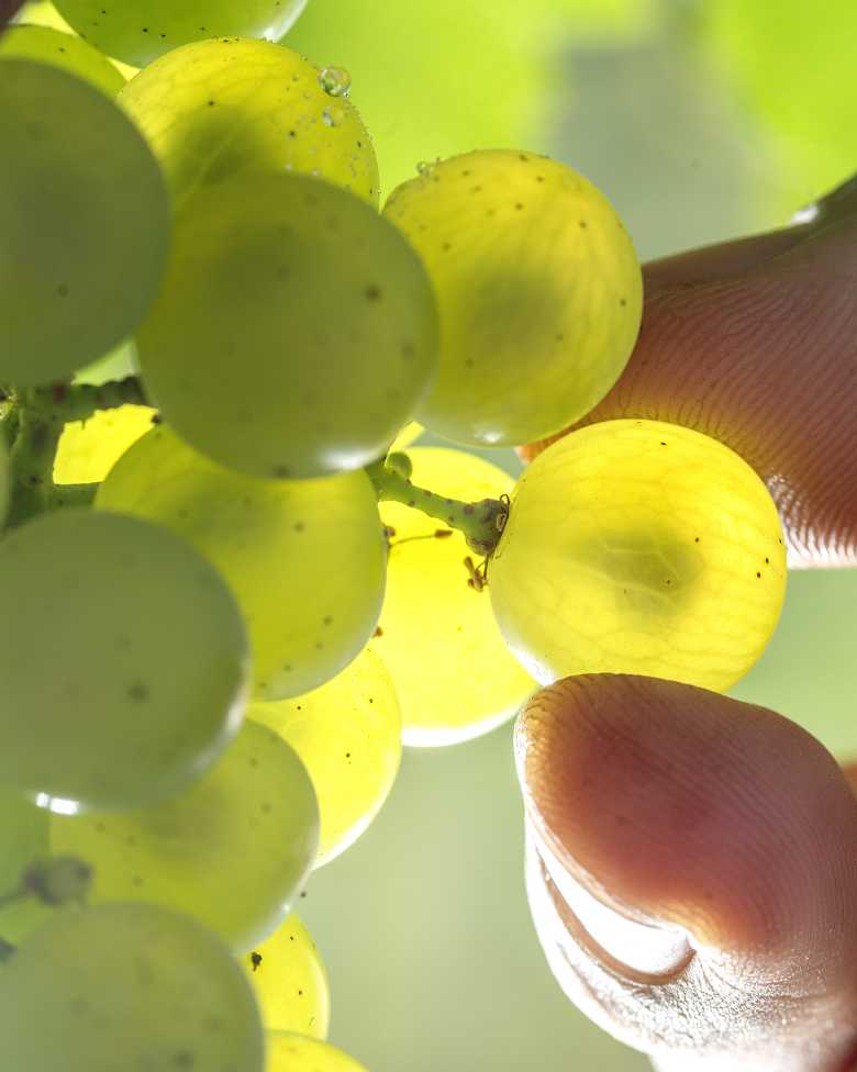 Manos cosechando uvas Chardonnay bajo el sol para CHANDON Argentina.